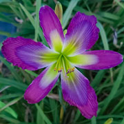 Hummingbirds Love Me Daylily